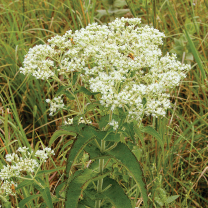 Heirloom Eupatorium Flower seeds for Planting Wildflower Mix Heirloom & GMO Free Seeds for Home Garden