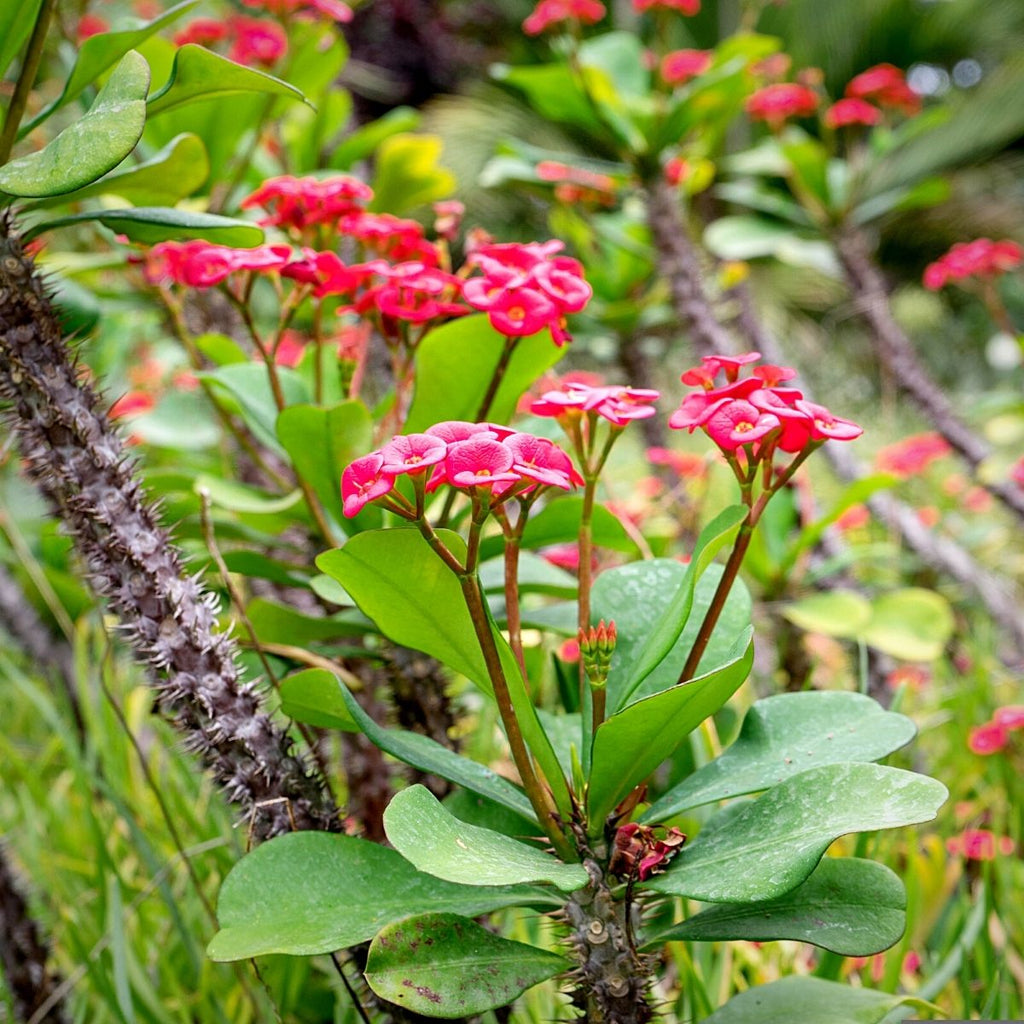 High quality Euphorbia Flower seeds for Planting Low Maintenance Heirloom & GMO Free Seeds for Home Garden seeds pack