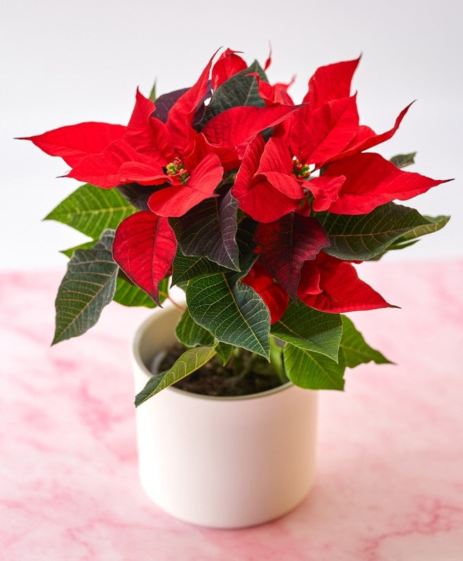 High quality Poinsettia Flower seeds for Planting Long Bloom Season, Heirloom & GMO Free Seeds for Home Garden seeds pack