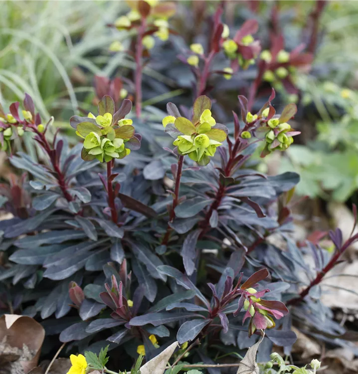 Euphorbia Amygdaloides Flower seeds for Planting Easy to Grow, Heirloom & GMO Free Seeds for Home Garden vegetable and garden seeds