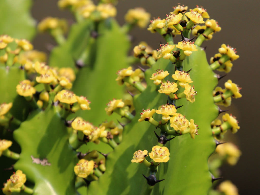 Heirloom Euphorbia Mayurnathanii Flower seeds for Planting Fragrant Blossoms Heirloom & GMO Free Seeds for Home Garden