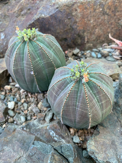 Heirloom Euphorbia Obesa Flower seeds for Planting Wildflower Mix Heirloom & GMO Free Seeds for Home Garden