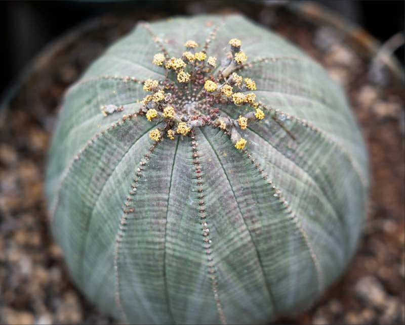 Euphorbia Obesa Baseball Flower seeds for Planting Long Bloom Season Heirloom & GMO Free Seeds for Home Garden