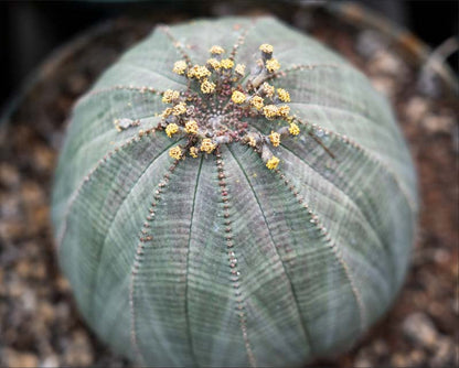 Euphorbia Obesa Baseball Flower seeds for Planting Long Bloom Season Heirloom & GMO Free Seeds for Home Garden