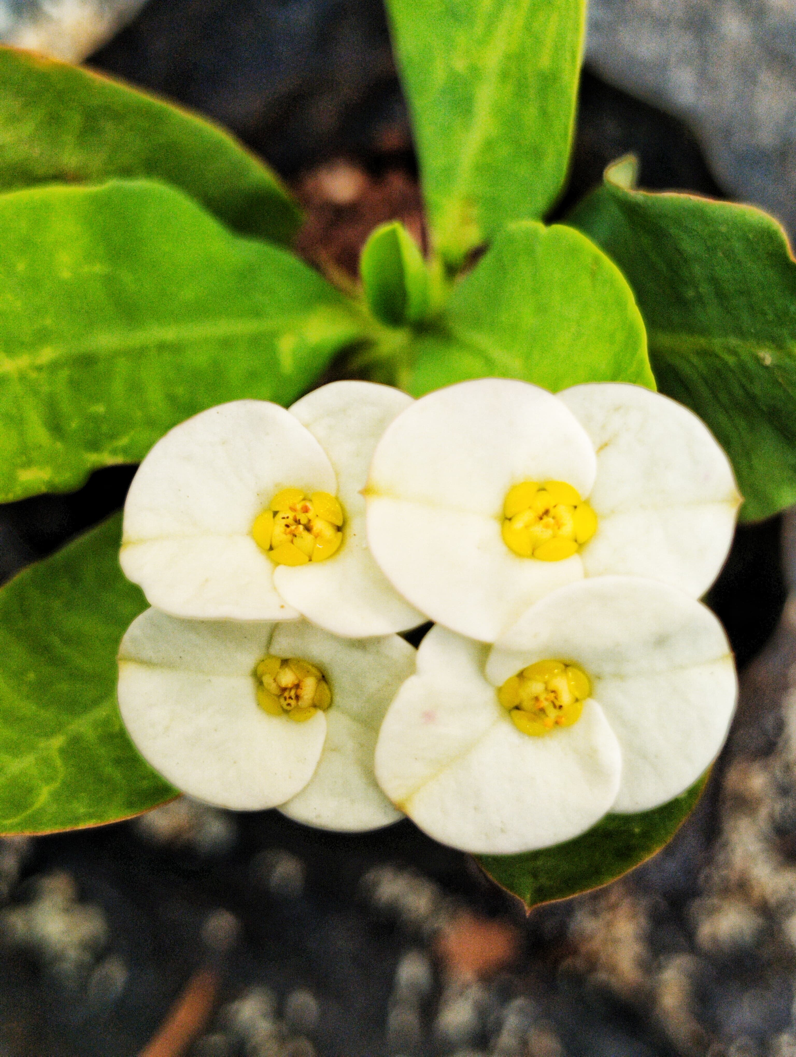High quality White Euphorbia Milii Flower seeds for Planting Vibrant Colors, Heirloom & GMO Free Seeds for Home Garden seeds pack