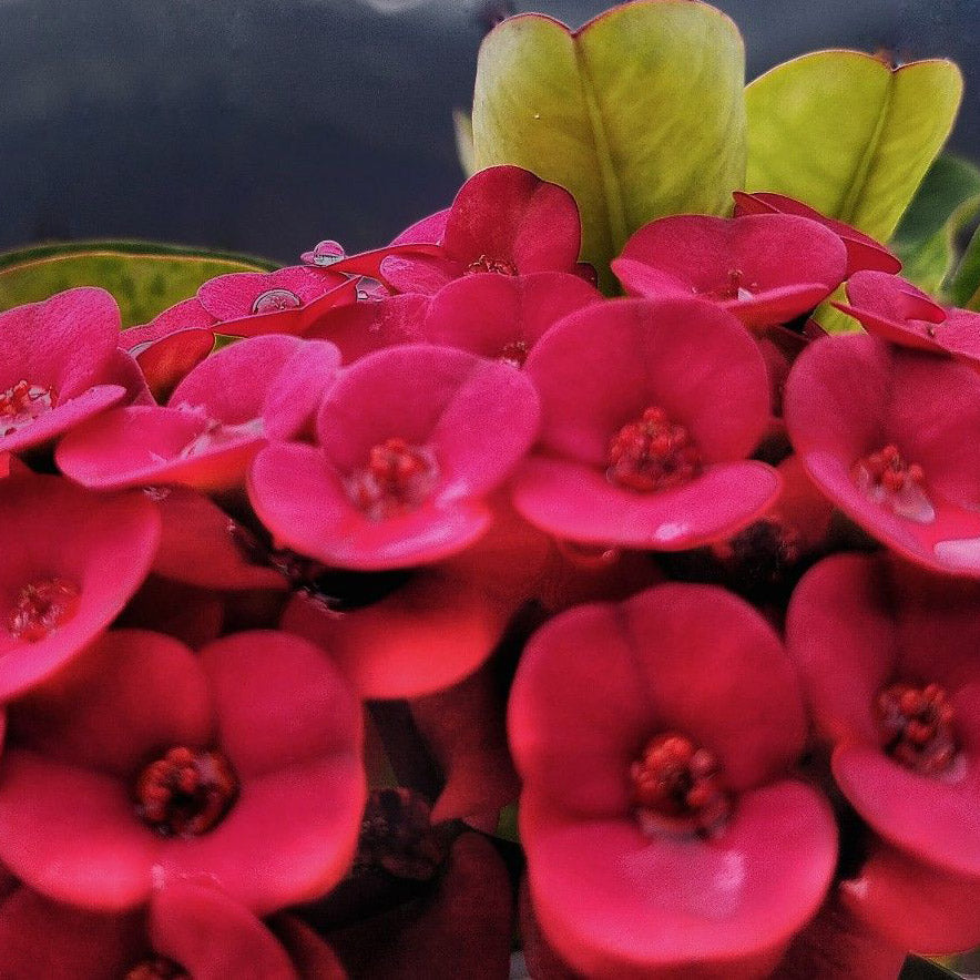 Premium Violet Euphorbia Milii Flower seeds for Planting Cottage Garden Essential, Heirloom & GMO Free Seeds for Home Garden seeds