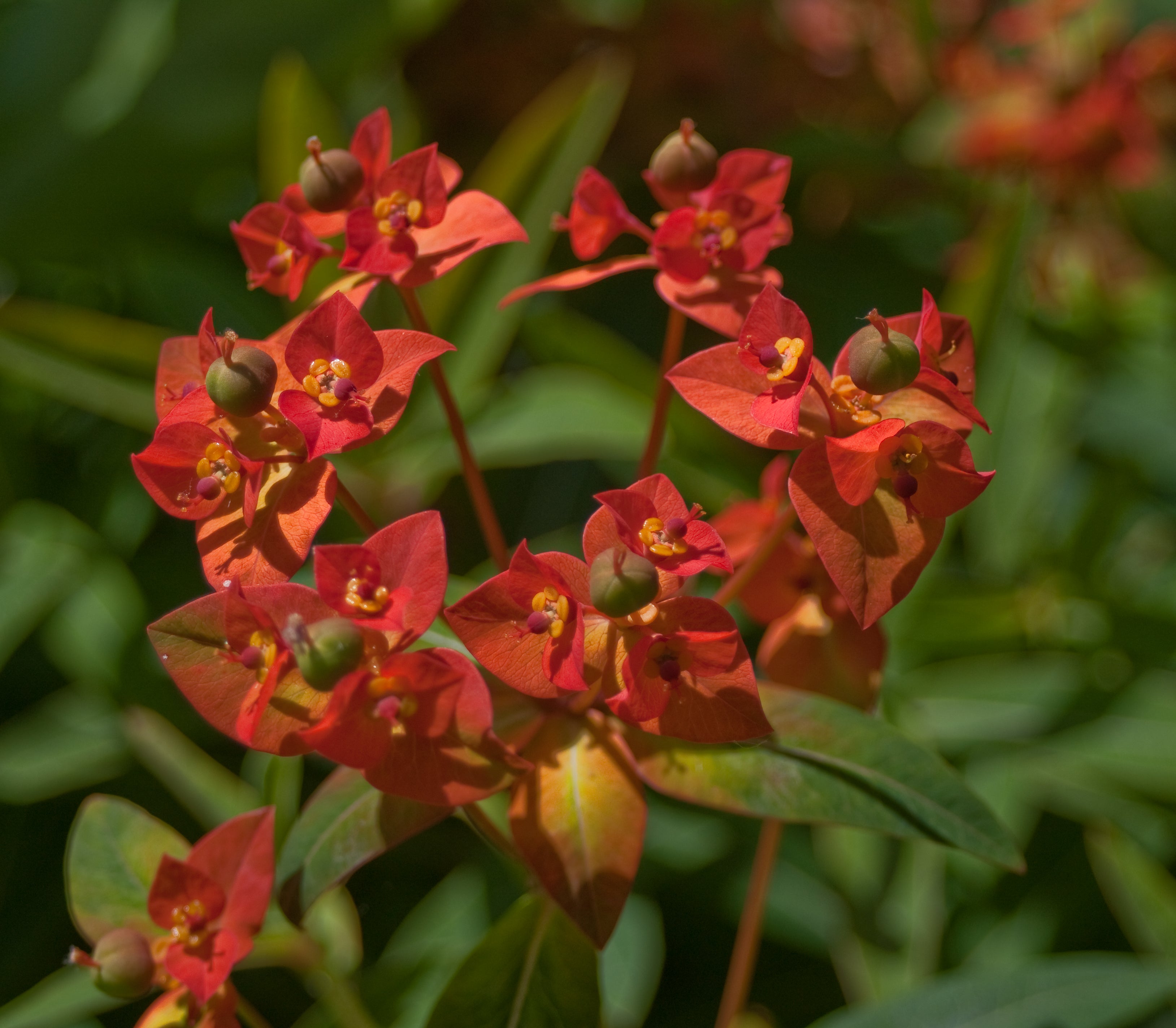 Premium Euphorbia Griffithii Flower seeds for Planting Seasonal Bloomer, Heirloom & GMO Free Seeds for Home Garden seeds