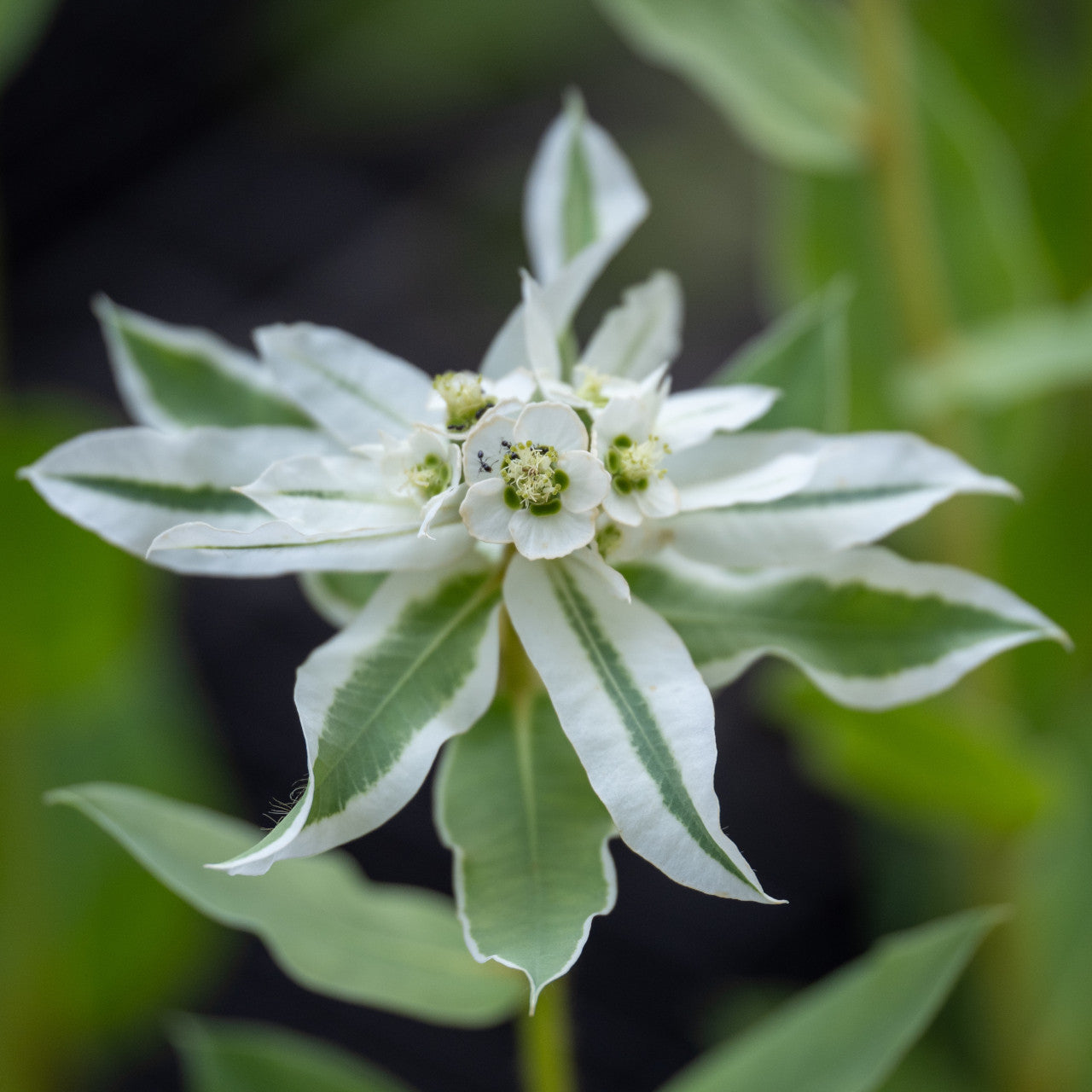 Green Snow on the Mountain Flower seeds for Planting Long Bloom Season, Heirloom & GMO Free Seeds for Home Garden seeds for planting