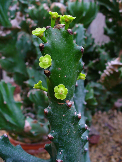 Heirloom Euphorbia Mayurnathanii Flower seeds for Planting Fragrant Blossoms Heirloom & GMO Free Seeds for Home Garden