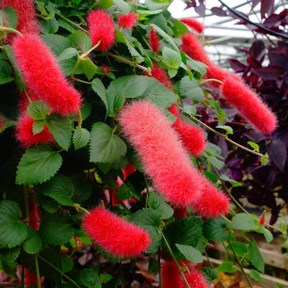 Acalypha Flower seeds for Planting - Hardy Variety, Heirloom & GMO Free Seeds for Home Garden