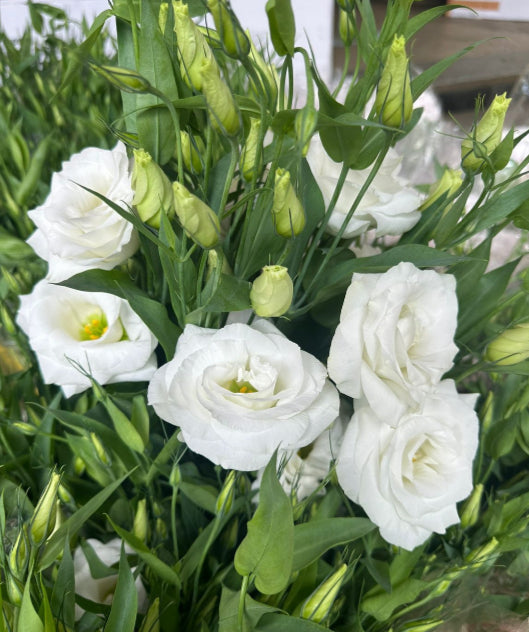 White Lisianthus Logro Flower seeds for Planting Vibrant Colors, Heirloom & GMO Free Seeds for Home Garden seeds for planting