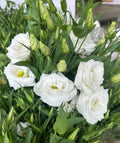 White Lisianthus Logro Flower seeds for Planting Vibrant Colors, Heirloom & GMO Free Seeds for Home Garden seeds for planting