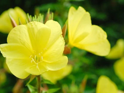 Oenothera Biennis Flower seeds for Planting Bright Blooms Heirloom & GMO Free Seeds for Home Garden
