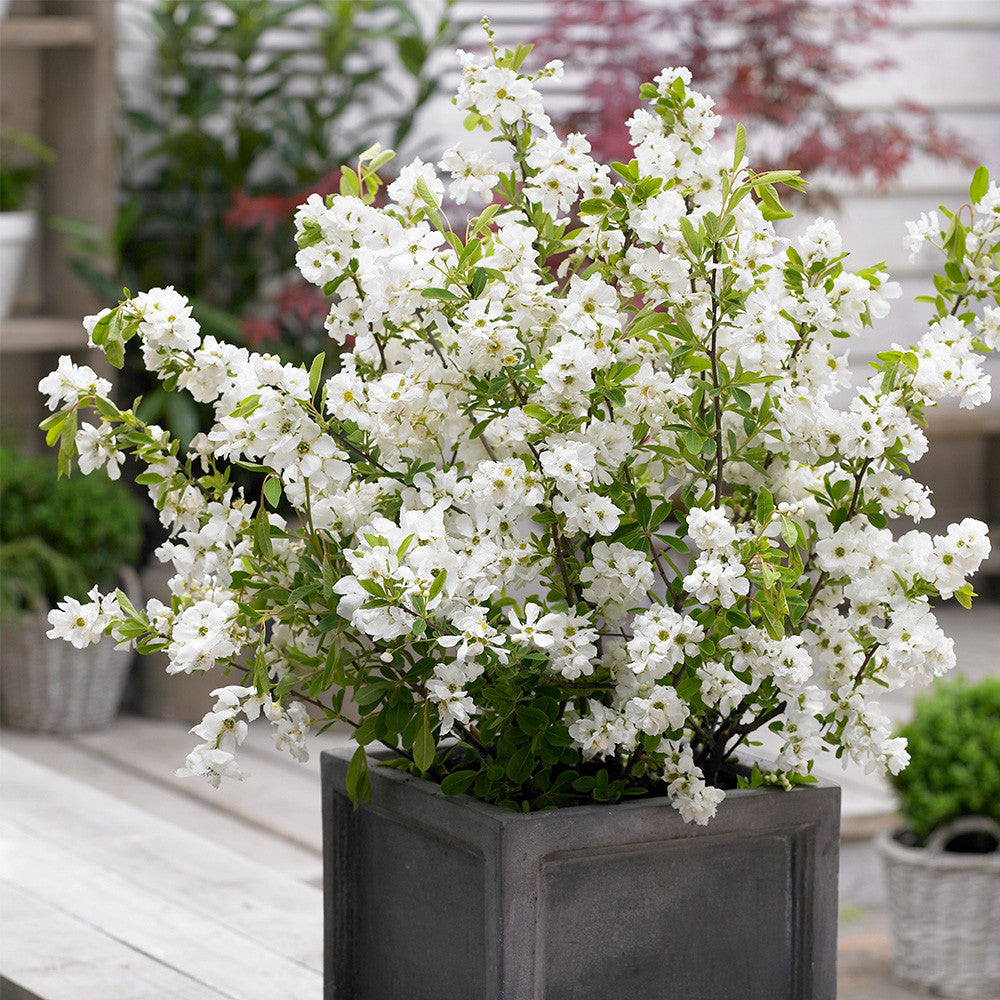 White Racemosa Flower seeds for Planting Premium Quality, Heirloom & GMO Free Seeds for Home Garden vegetable and garden seeds