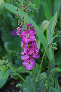 Purple Mullein Flower seeds for Planting Pollinator Friendly, Heirloom & GMO Free Seeds for Home Garden seeds for planting