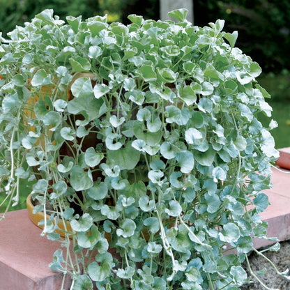 Heirloom Dichondra Flower seeds for Planting Vibrant Colors Heirloom & GMO Free Seeds for Home Garden