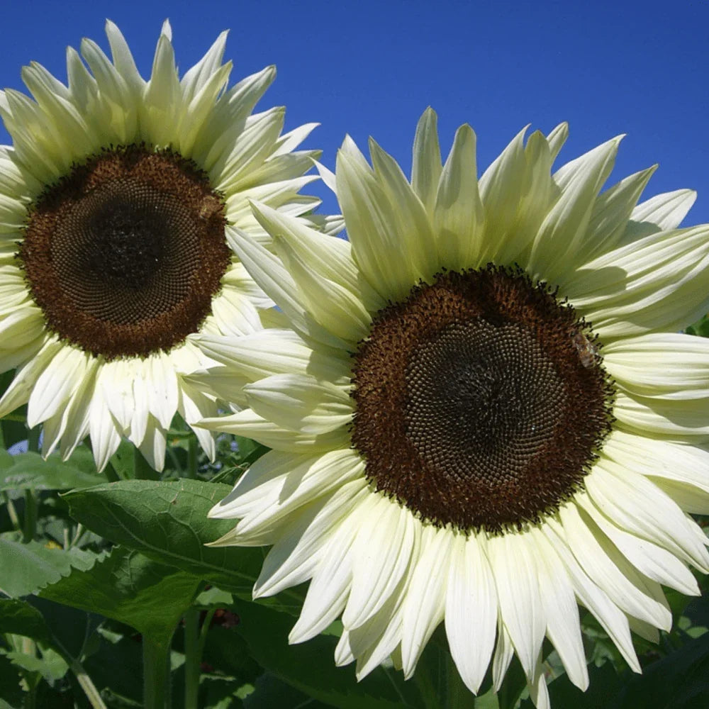 Cream Sunflower Flower seeds for Planting Fragrant Blossoms, Heirloom & GMO Free Seeds for Home Garden vegetable and garden seeds