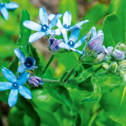 Tweedia Flower seeds for Planting - Bright Blooms, Heirloom & GMO Free Seeds for Home Garden