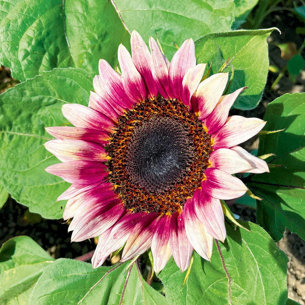 Premium Pink White Sunflower Flower seeds for Planting Cottage Garden Essential, Heirloom & GMO Free Seeds for Home Garden seeds