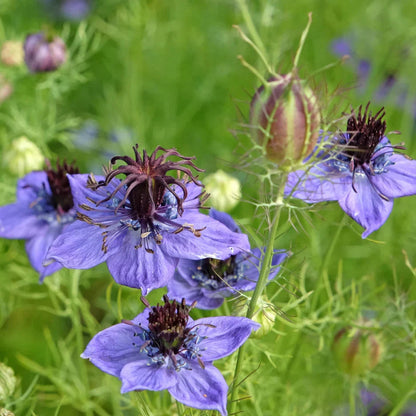 Nigella Hispanica Flower seeds for Planting Easy to Grow Heirloom & GMO Free Seeds for Home Garden