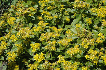 Sedum Golden Carpet Succulent Seeds Flower seeds for Planting Wildflower Mix Heirloom & GMO Free Seeds for Home Garden