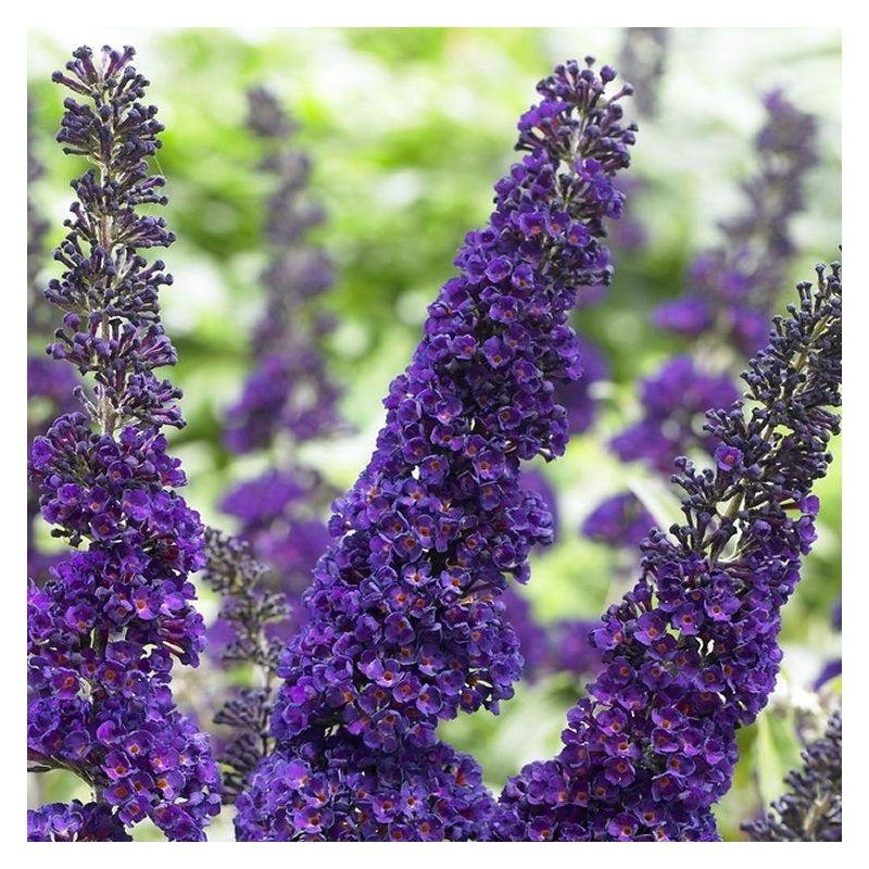 Premium Purple Buddleja Flower seeds for Planting Pollinator Friendly, Heirloom & GMO Free Seeds for Home Garden seeds