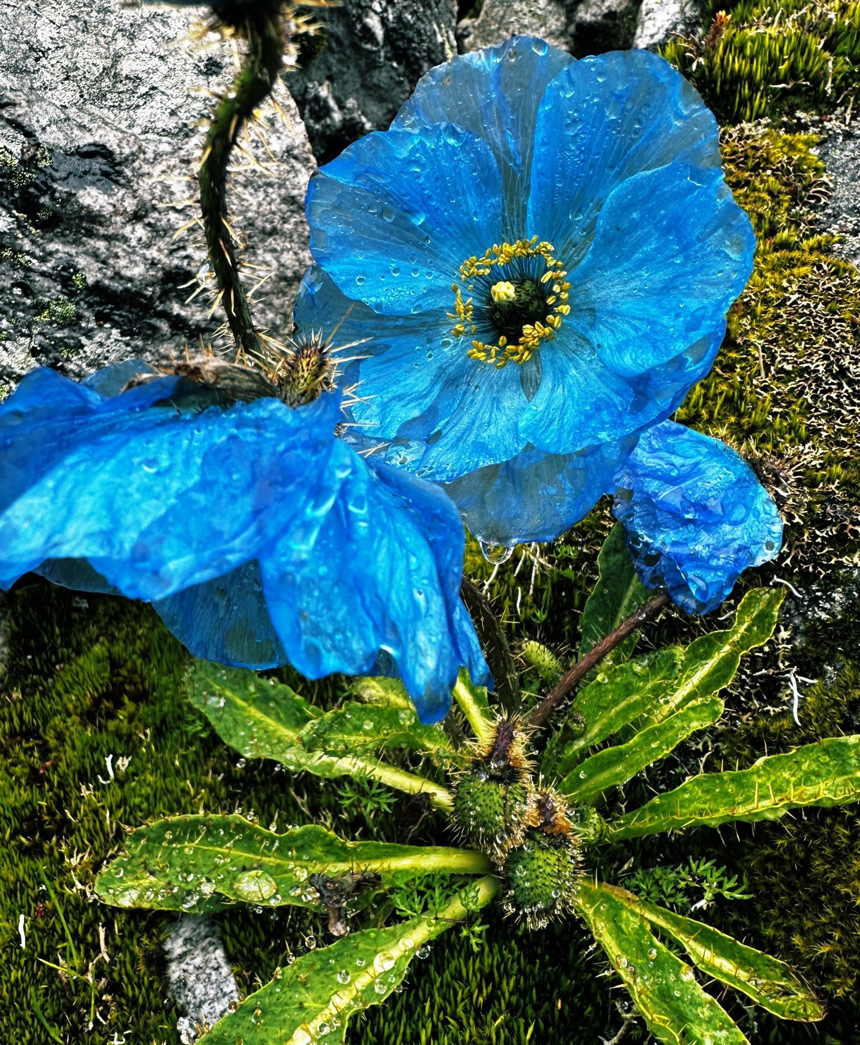Himalayan Flower seeds for Planting Vibrant Colors, Heirloom & GMO Free Seeds for Home Garden vegetable and garden seeds