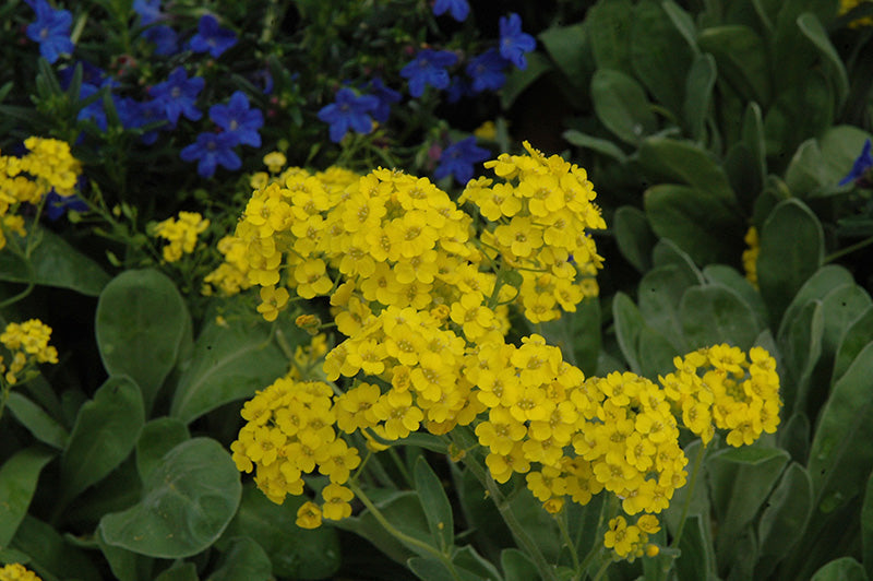 Premium Yellow Aurinia Saxatilis Flower seeds for Planting Drought Tolerant, Heirloom & GMO Free Seeds for Home Garden seeds