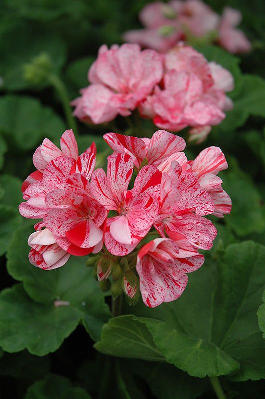 Premium Orange White Geraniums Flower seeds for Planting Compact Growth, Heirloom & GMO Free Seeds for Home Garden seeds
