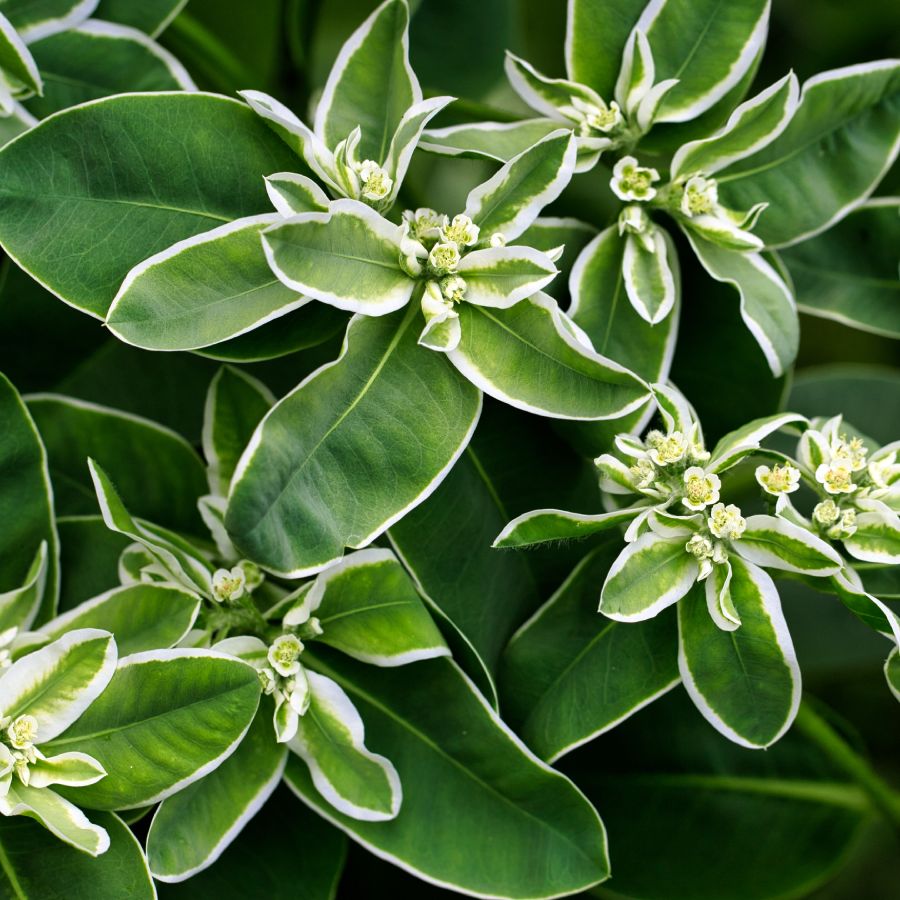 Premium Green Snow on the Mountain Flower seeds for Planting Long Bloom Season, Heirloom & GMO Free Seeds for Home Garden seeds