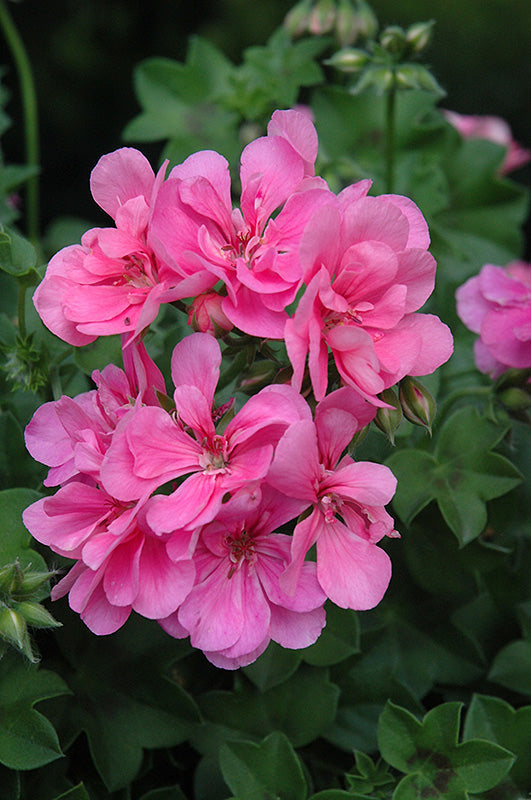 Light Pink Geraniums Flower seeds for Planting Pollinator Friendly, Heirloom & GMO Free Seeds for Home Garden vegetable and garden seeds