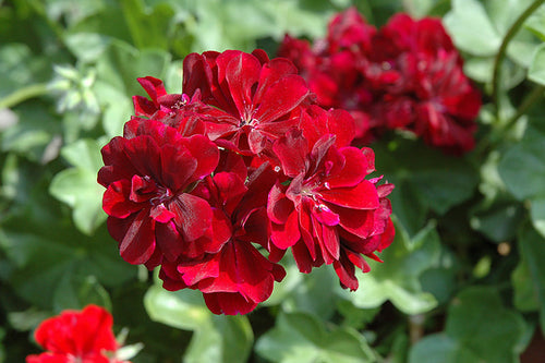 Premium Burgundy Geranium Flower seeds for Planting Hardy Variety, Heirloom & GMO Free Seeds for Home Garden seeds
