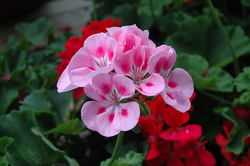 Geranium Pale Pink Flower seeds for Planting Low Maintenance, Heirloom & GMO Free Seeds for Home Garden vegetable and garden seeds