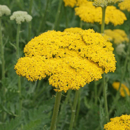 Yarrow Flower seeds for Planting Wildflower Mix Heirloom & GMO Free Seeds for Home Garden