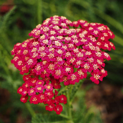 Yarrow Flower seeds for Planting Seasonal Bloomer Heirloom & GMO Free Seeds for Home Garden
