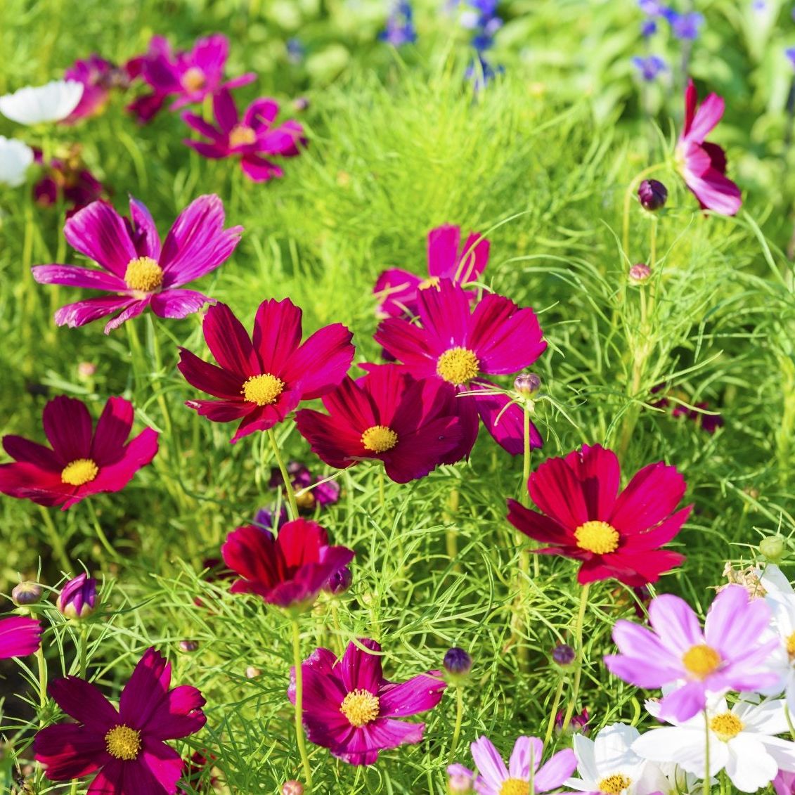Cosmos Flower seeds for Planting Pollinator Friendly Heirloom & GMO Free Seeds for Home Garden