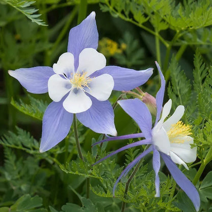 Columbine Flower seeds for Planting Wildflower Mix Heirloom & GMO Free Seeds for Home Garden