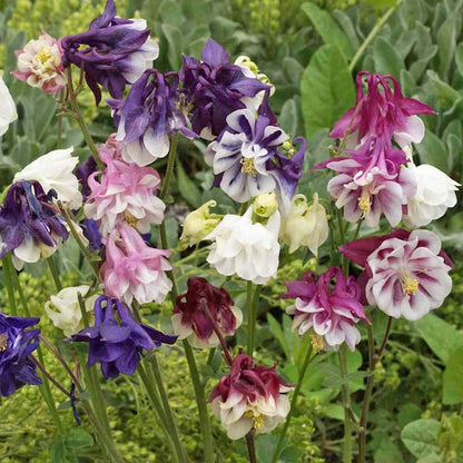 Aquilegia Columbine Flower seeds for Planting Shade Tolerant Heirloom & GMO Free Seeds for Home Garden