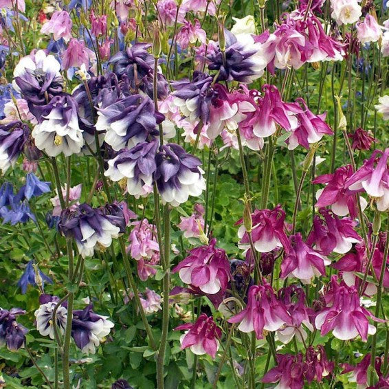 Aquilegia Columbine Flower seeds for Planting Shade Tolerant Heirloom & GMO Free Seeds for Home Garden