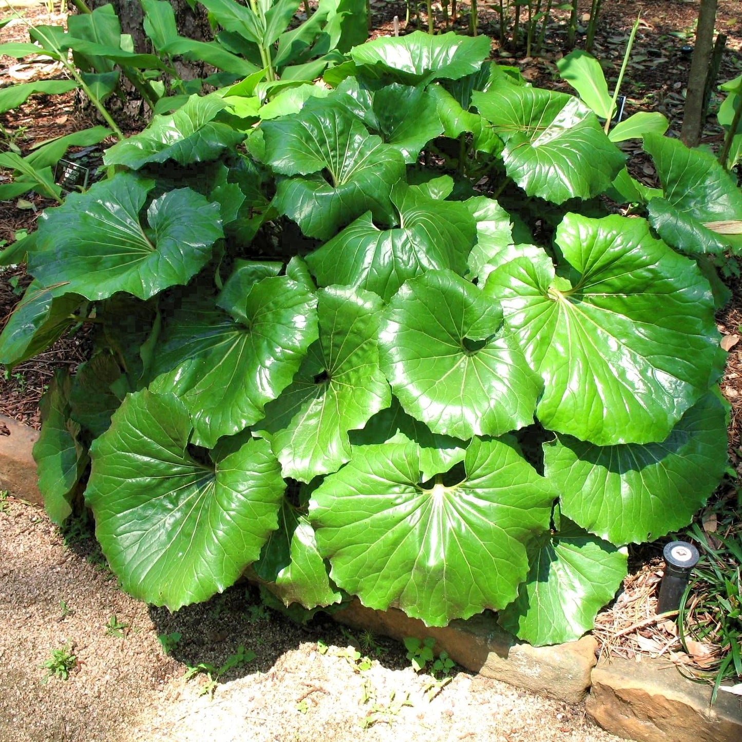 Farfugium Japonicum Flower seeds for Planting - Garden Favorite, Heirloom & GMO Free Seeds for Home Garden