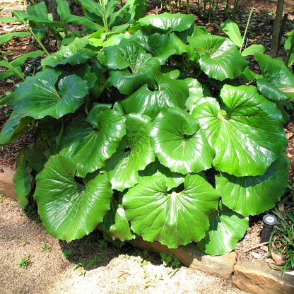 Farfugium Japonicum Flower seeds for Planting - Garden Favorite, Heirloom & GMO Free Seeds for Home Garden