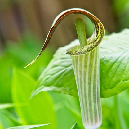 Green Arisaema Triphyllum Flower seeds for Planting - Sun Loving, Heirloom & GMO Free Seeds for Home Garden