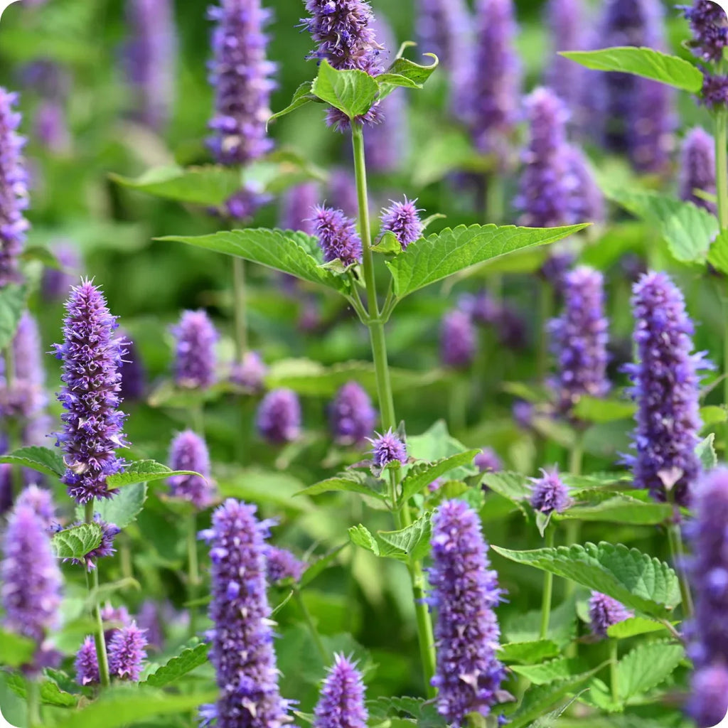 Agastache Rugosa Flower seeds for Planting Compact Growth, Heirloom & GMO Free Seeds for Home Garden vegetable and garden seeds