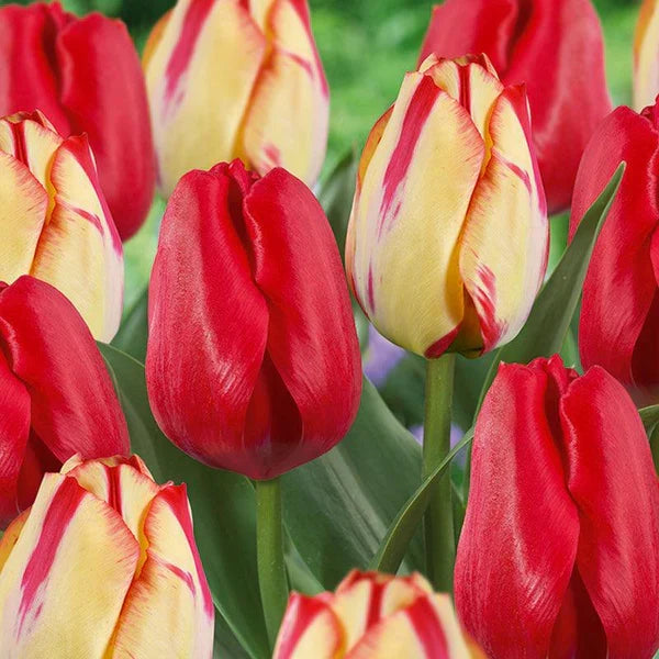 Tulip Flower seeds for Planting Sun Loving Heirloom & GMO Free Seeds for Home Garden