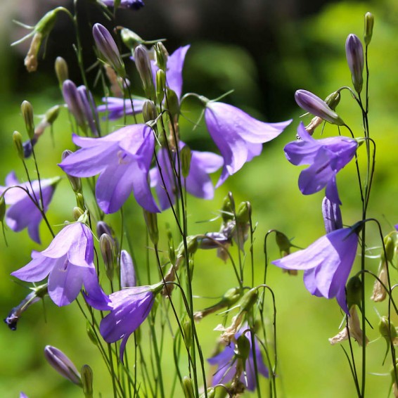 Harebell Flower seeds for Planting, Premium Quality Heirloom & GMO Free Seeds for Home Garden