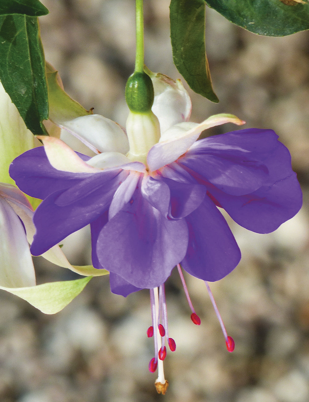 High quality Blue Fuchsia Flower seeds for Planting Vibrant Colors, Heirloom & GMO Free Seeds for Home Garden seeds pack