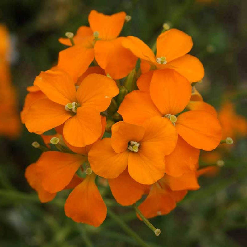 Siberian Flower seeds for Planting Low Maintenance Heirloom & GMO Free Seeds for Home Garden
