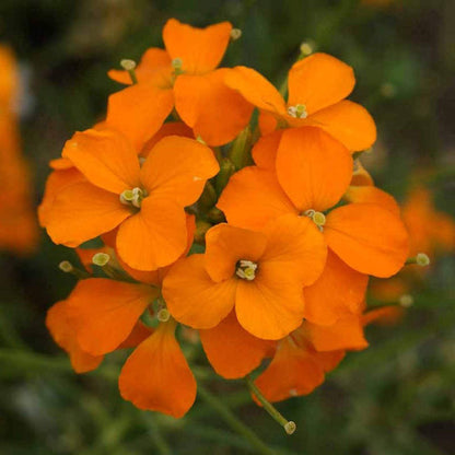 Siberian Flower seeds for Planting Low Maintenance Heirloom & GMO Free Seeds for Home Garden