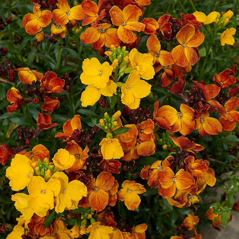 High quality Mixed Cheiranthus Flower seeds for Planting Garden Favorite, Heirloom & GMO Free Seeds for Home Garden seeds pack