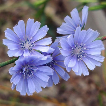 Cichorium Intybus Flower seeds for Planting Compact Growth Heirloom & GMO Free Seeds for Home Garden